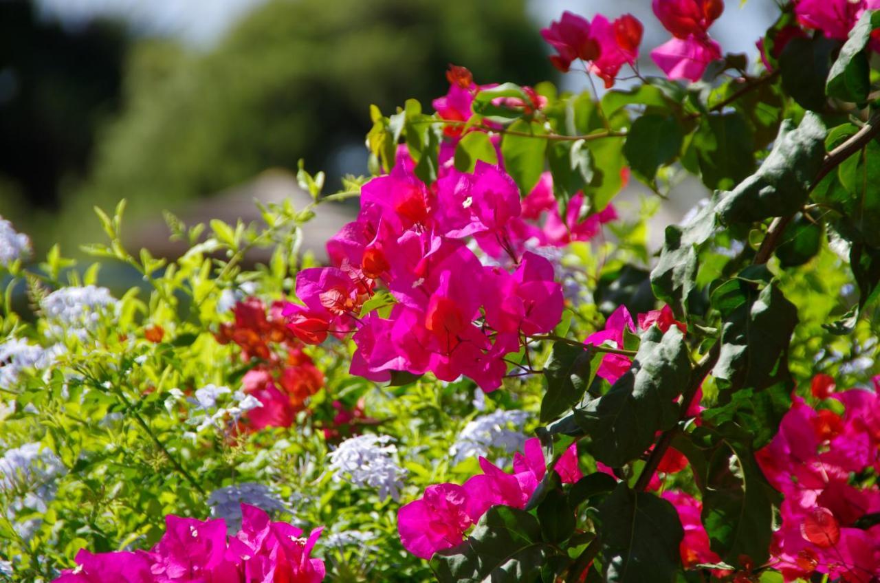 Holidays Albufeira - Ferias De Sonho 外观 照片